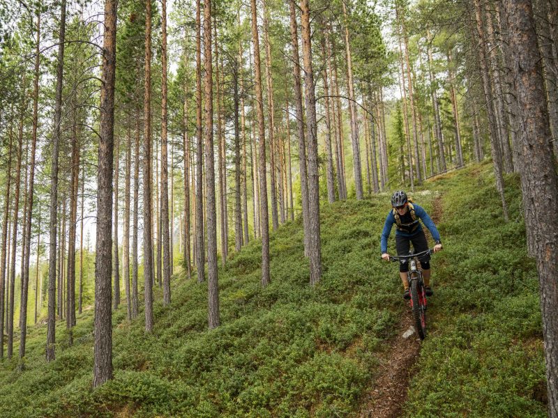 Cycle from Fjord to Mountain - forest trails