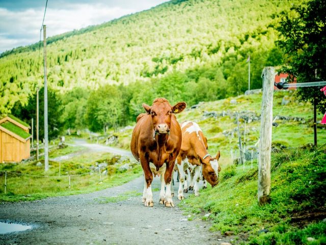2-Cows at Renndølsetra-Thomas Rasmus Skaug - VisitNorway.com