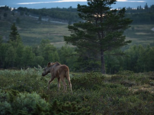 3-Moose calf eating-CH - VisitNorway.com